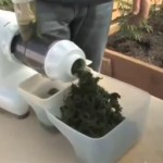 The Medical Benefits of Juicing Cannabis Leaves