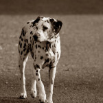 Juicing for Acne, Breakouts or Zits